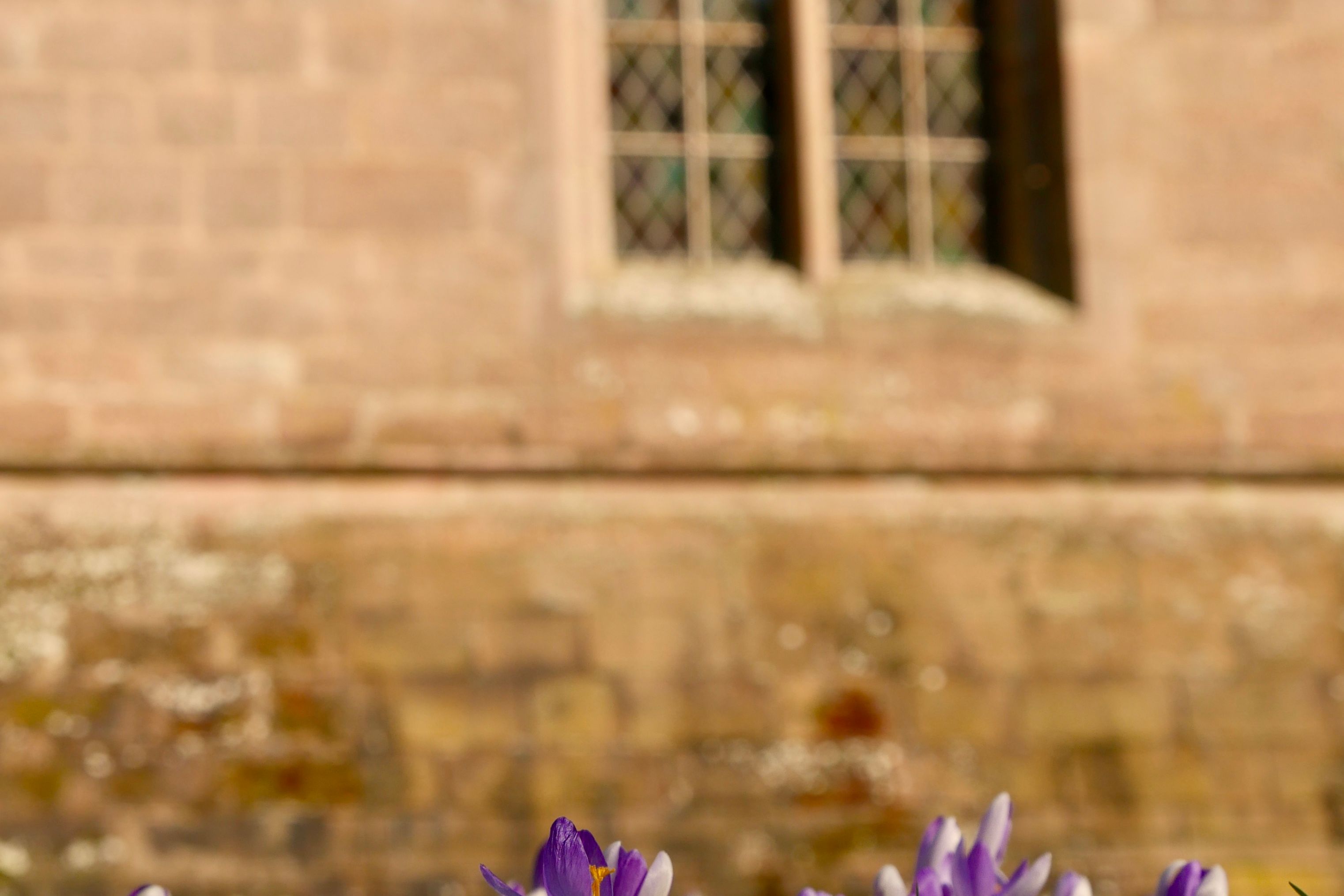 Englische Kirche_Krokusse