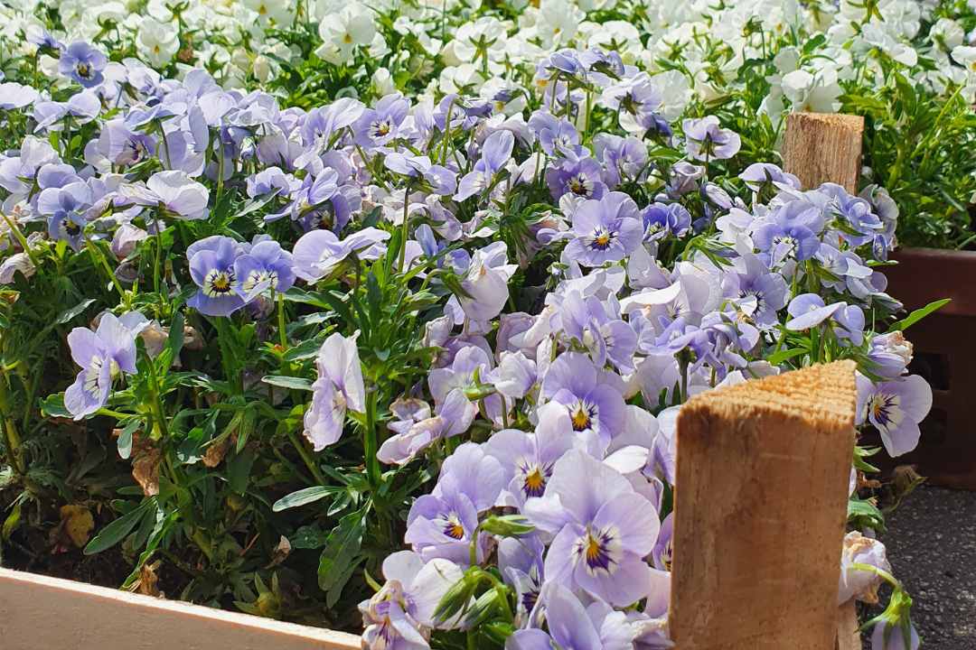 Hornveilchen Bad Wildbad