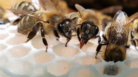 Bienen bei der Arbeit