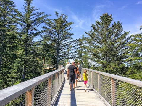 Hiking between the treetops