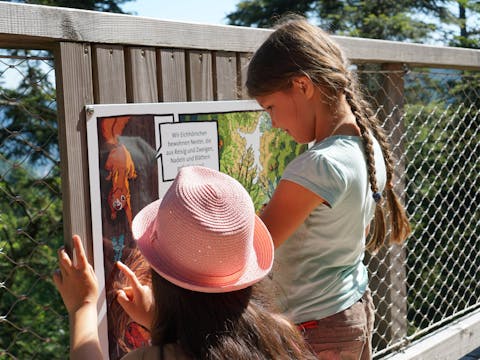 Stations on the treetop walk