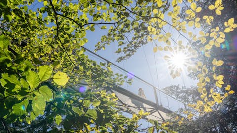 WILDLINE Suspension Bridge