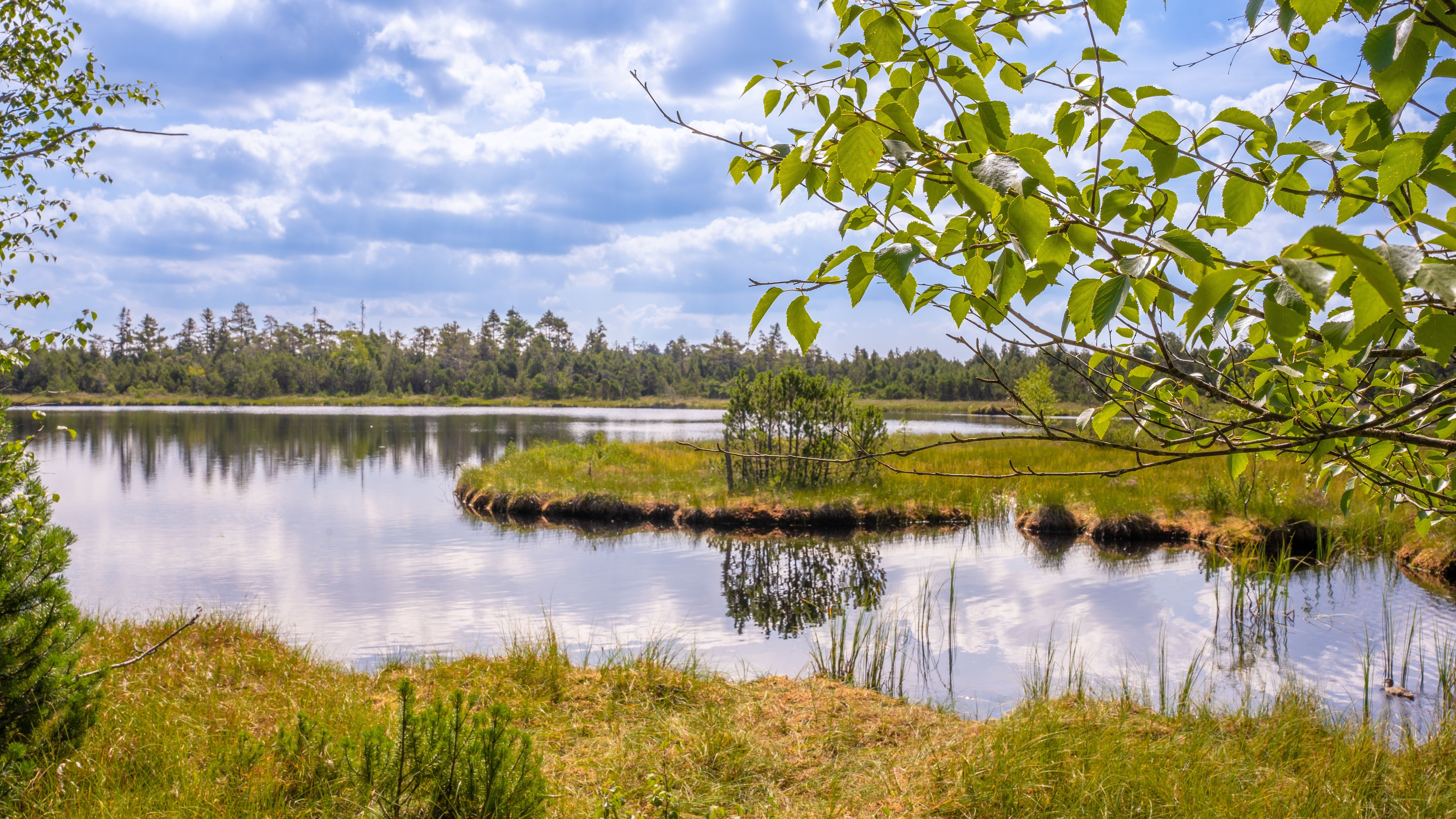 Hochmoor Kaltenbronn