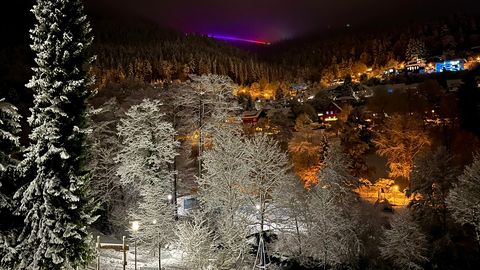 Blick zur WILDLINE Hängebrücke