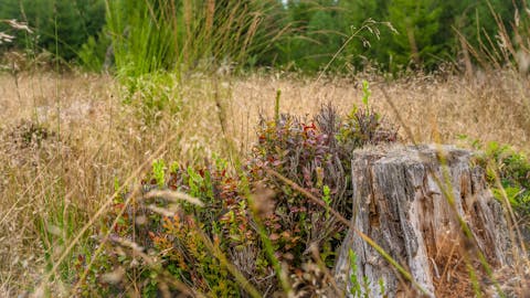 Wald
