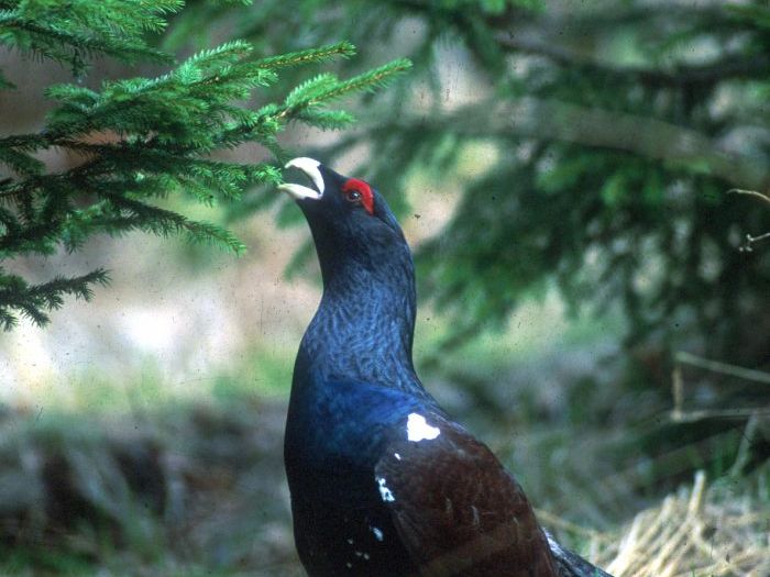 Dem Auerhahn auf der Spur