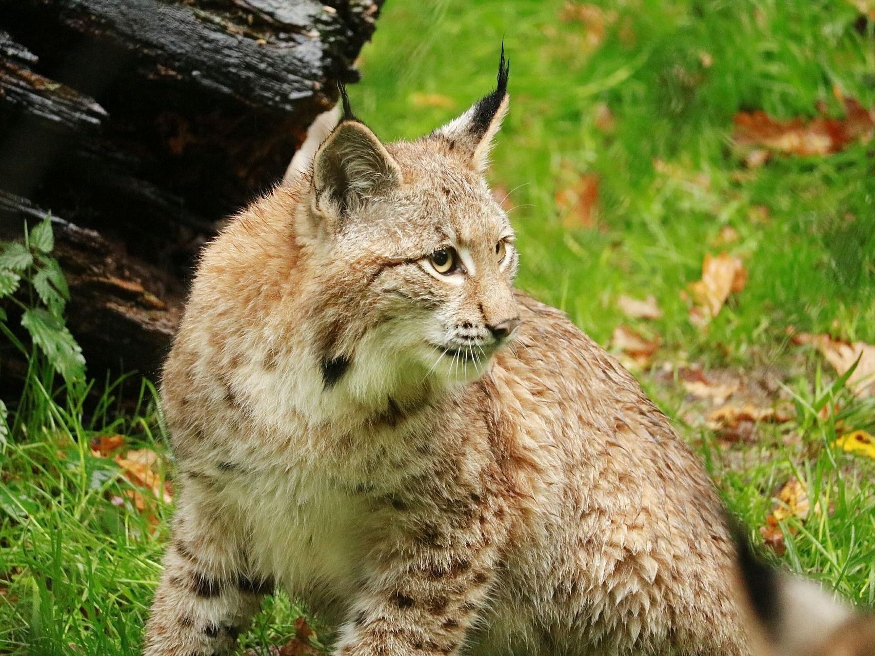 Dem Luchs auf der Spur
