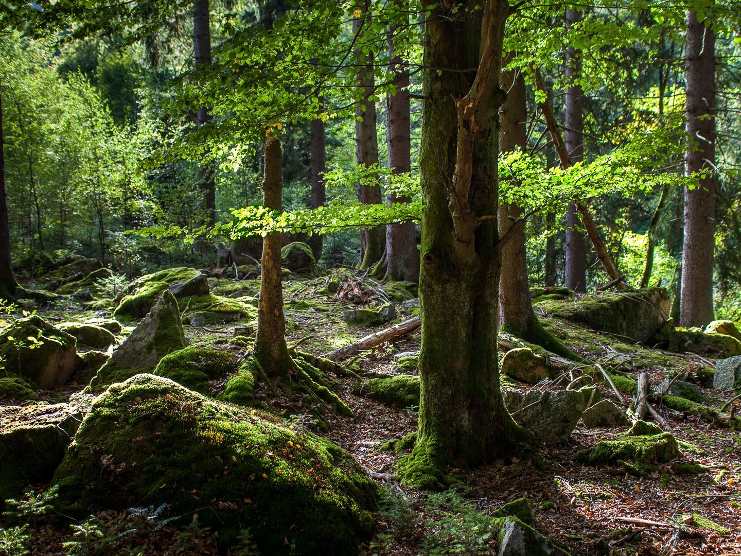 Der Wald im Wandel der Zeit