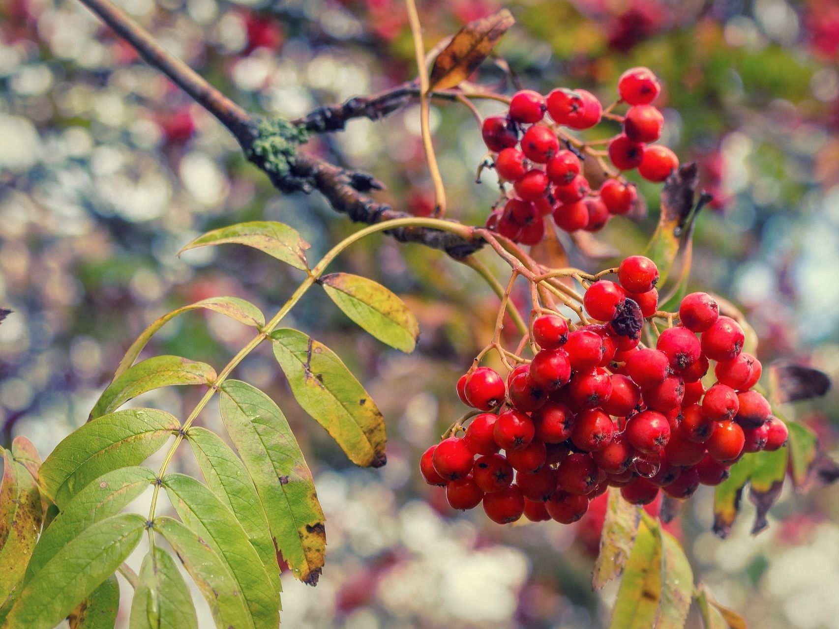 Essbare und heisame Wildpflanzen Herbst