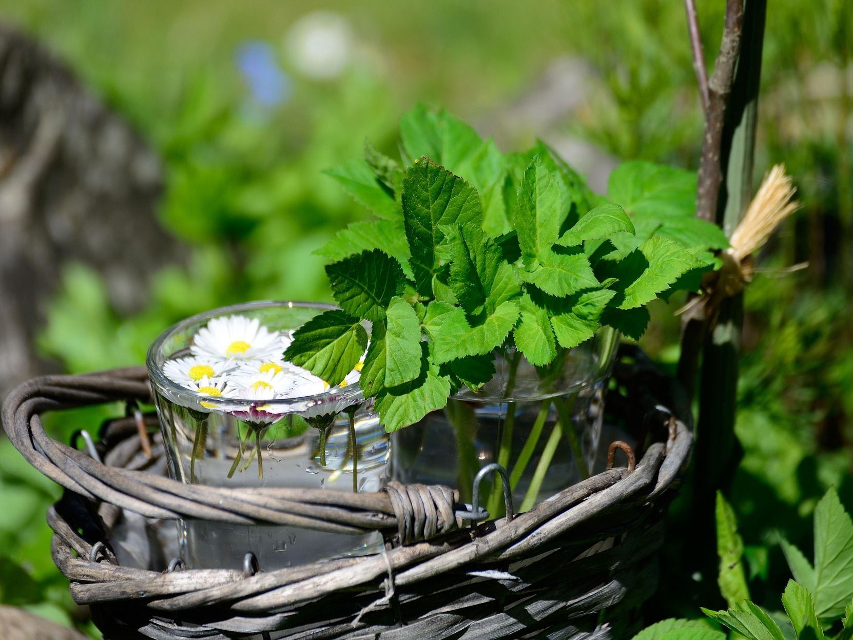 Heidemaries Heilkräuter-Wissen