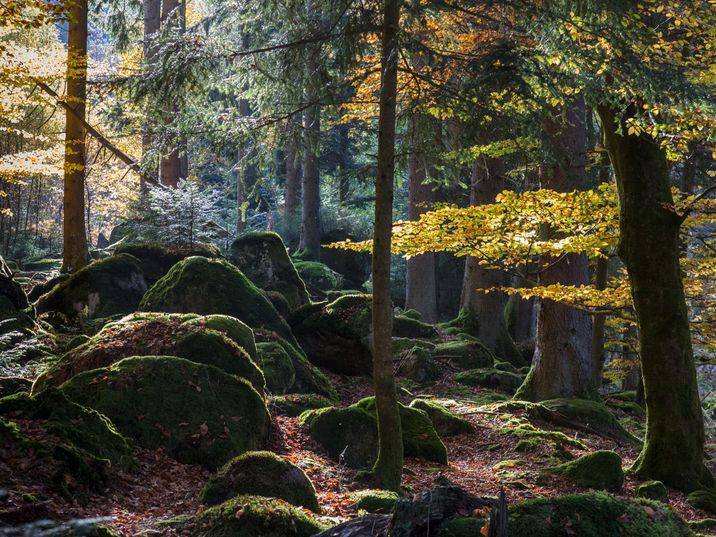 Im Rythmus der Natur Herbst