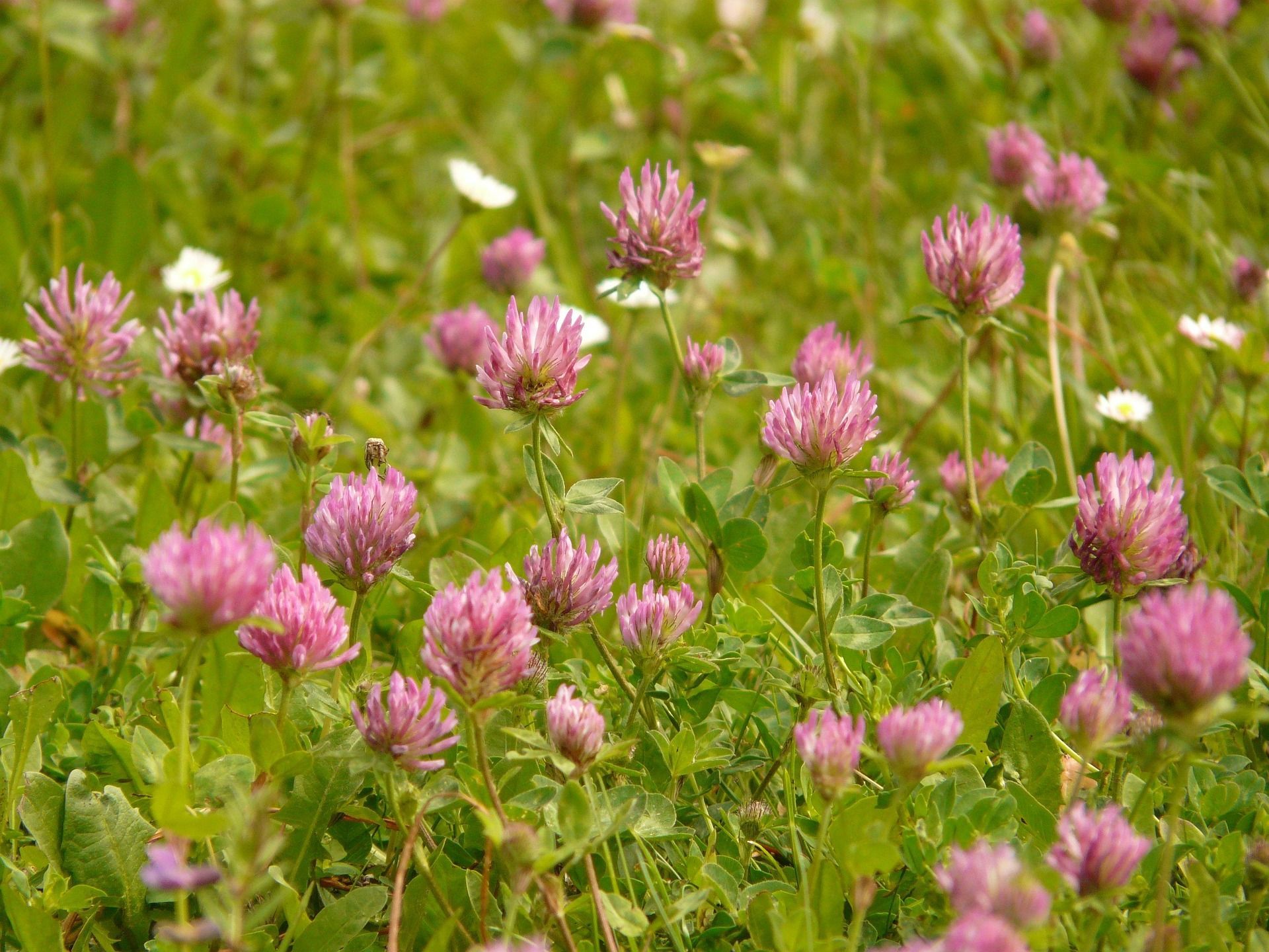 Kinder entdecken Wildkräuter