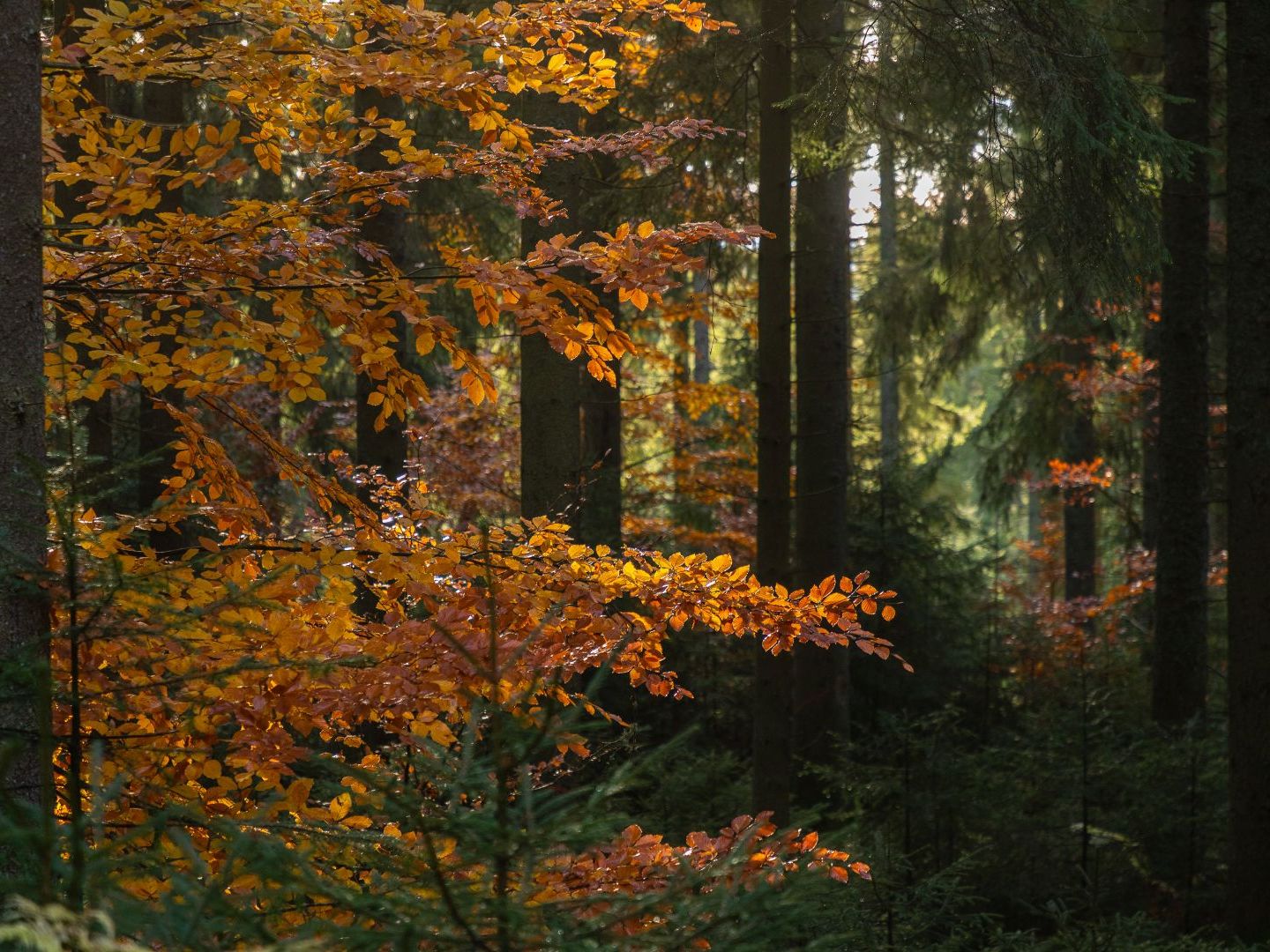 Lieblingstour Herbst