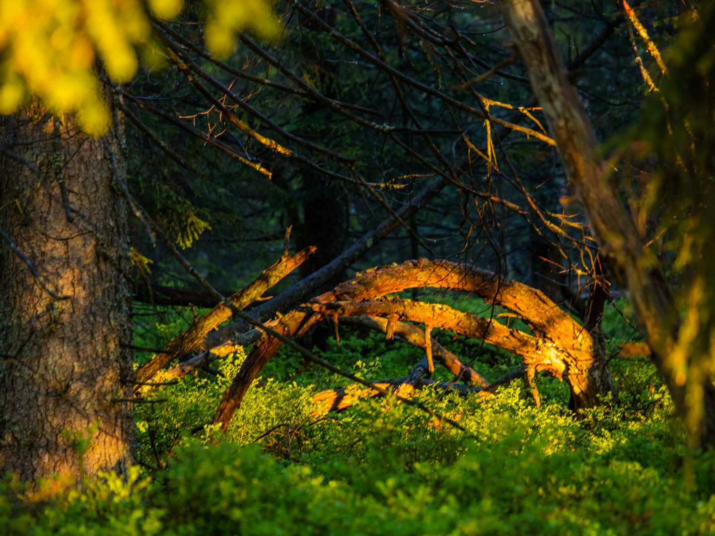 Lieblingstour Tour Sommer