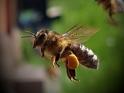 Wertvolles aus dem Bienenvolk