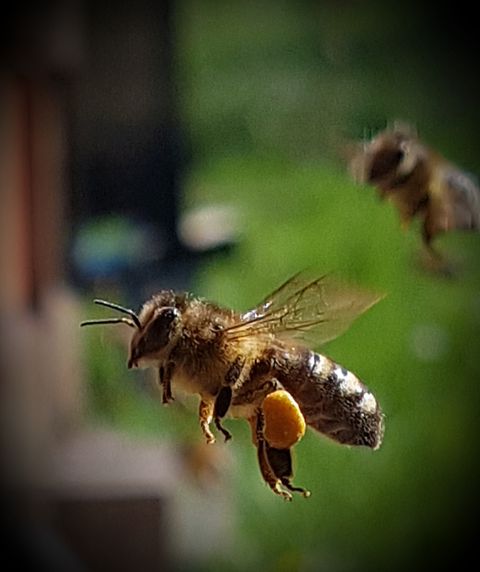 Wertvolles aus dem Bienenvolk