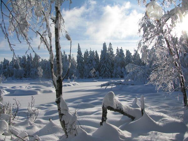 Silvester Winterwald