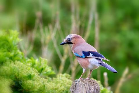 Vogelstimmen für Einsteiger