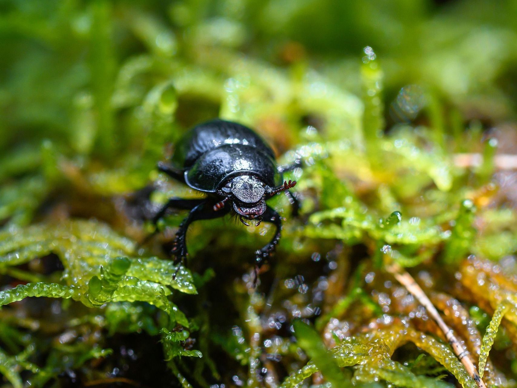 Waldboden Geheimnisse