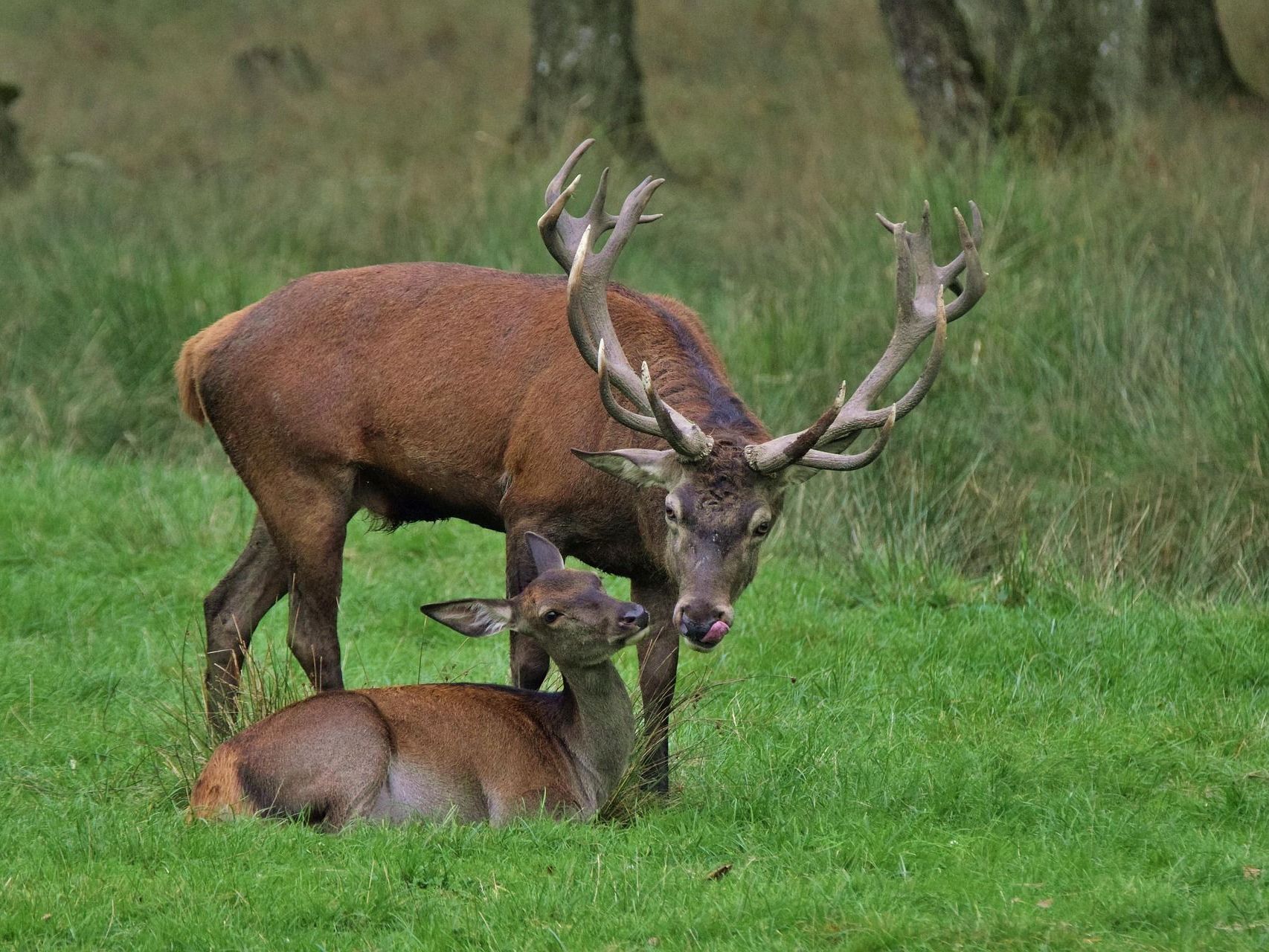 Wenn der Hirsch ruft