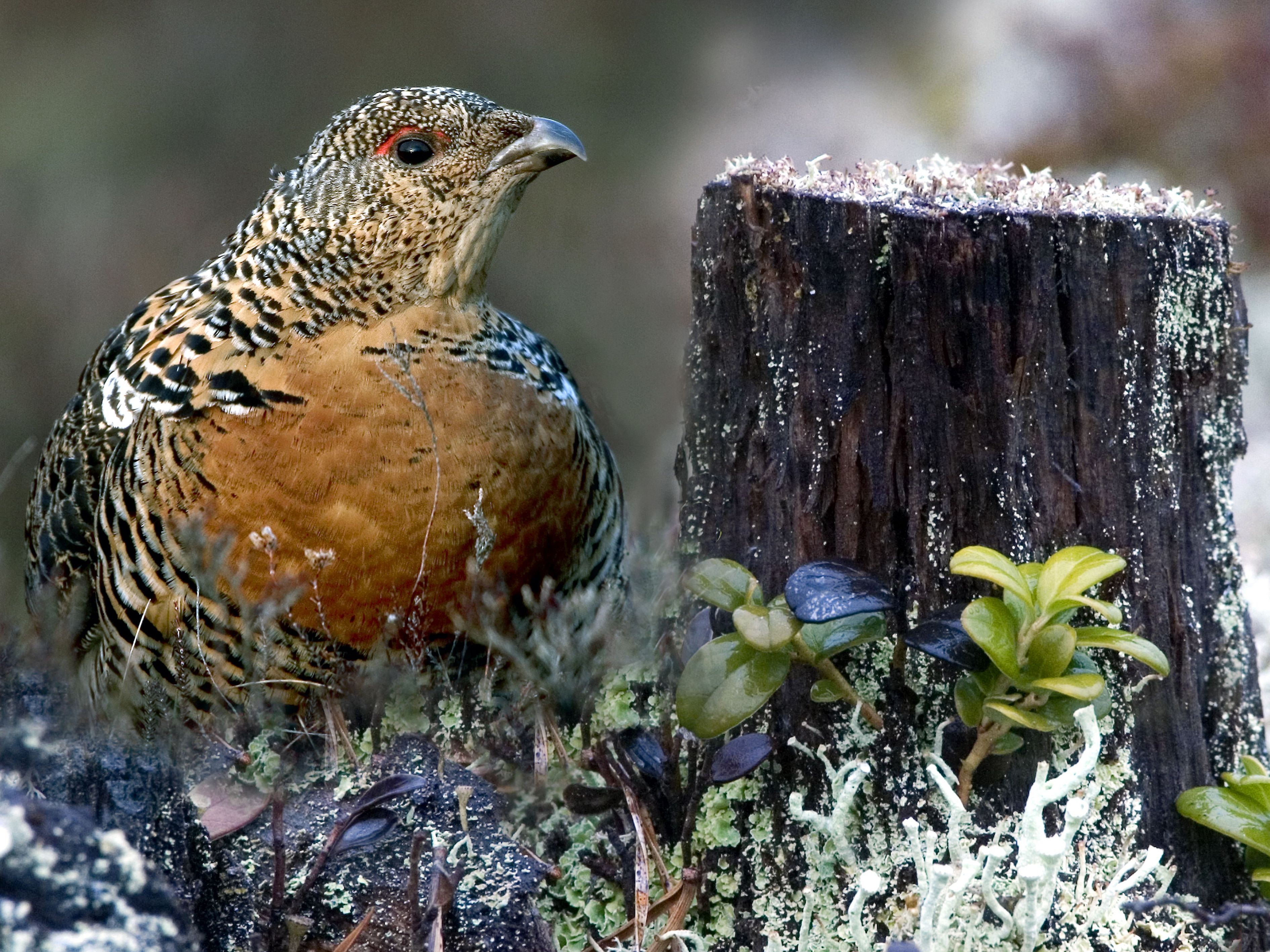 Wir helfen dem Auerhuhn