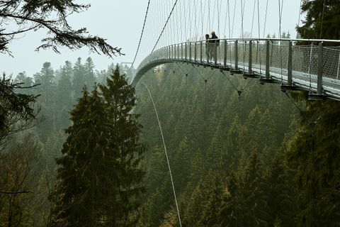 WILDLINE Hängebrücke